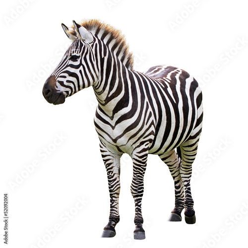 zebra-na-bialym-tle