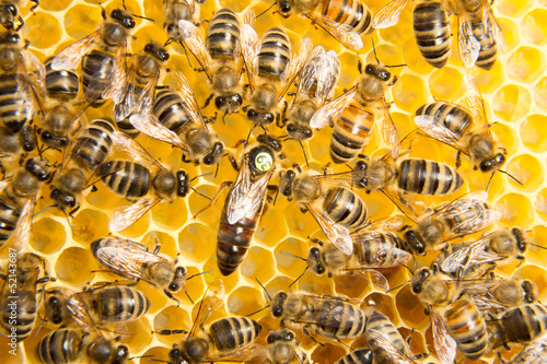 Fototapeta Queen bee in bee hive laying eggs