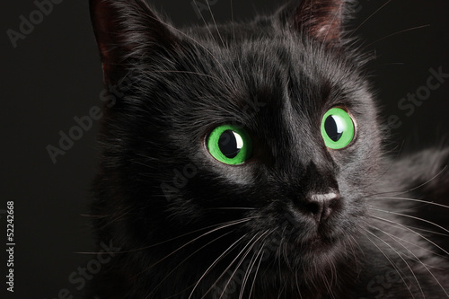 Fototapeta Black cat on black background