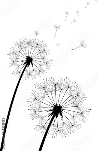 Lacobel vector dandelion