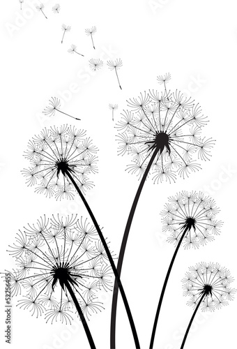 Lacobel vector dandelions
