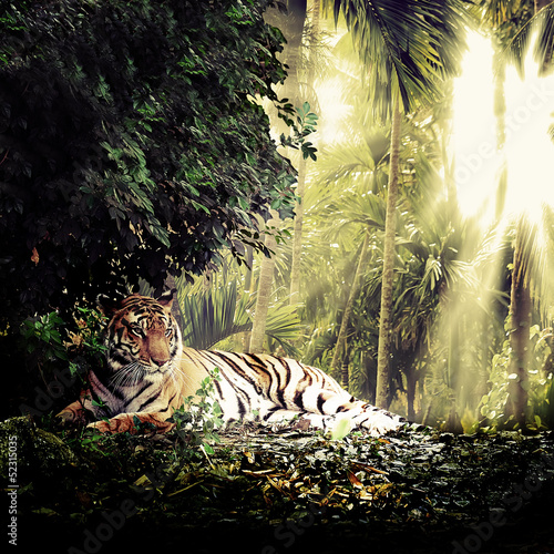 Lacobel tiger