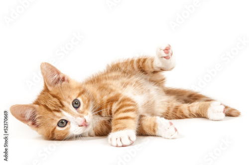 Fototapeta Little red kitten, lying on the ground.