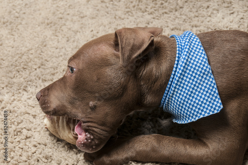 Pitbull Puppy