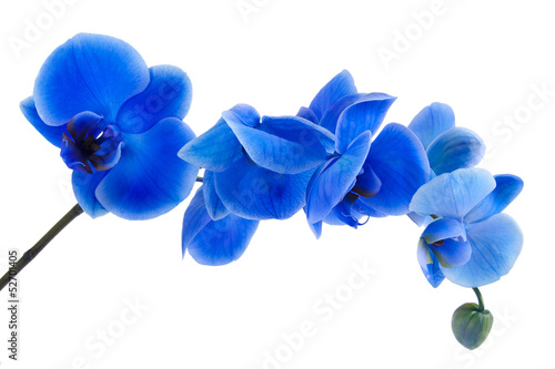 orquídea