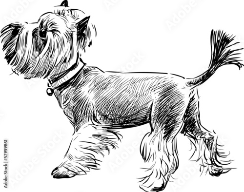Lacobel mini dog