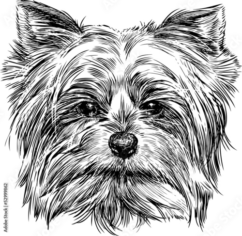 Fototapeta portrait of dog