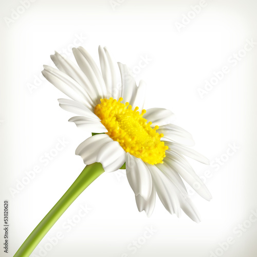 Chamomile