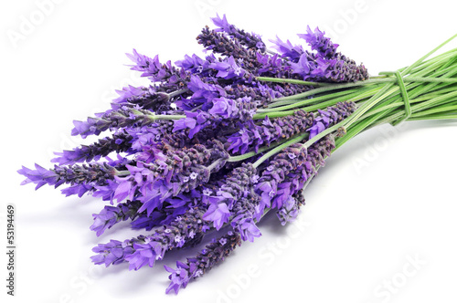 Lacobel lavender flowers