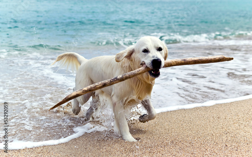  labrador retriever on the beach