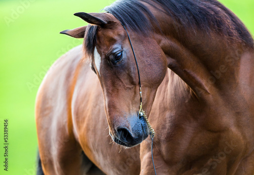  Trakehner horse portrait