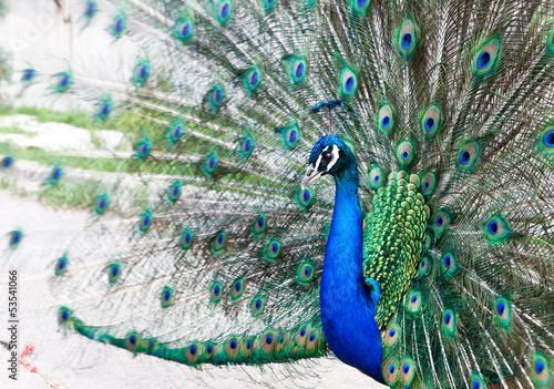 Close up of peacock showing its beautiful feathers