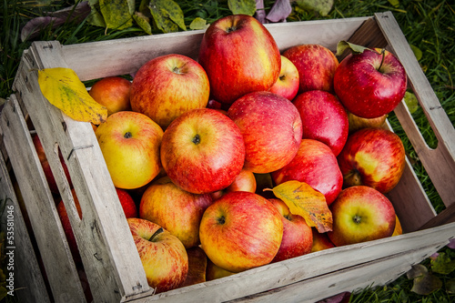 Lacobel apples in wooden box