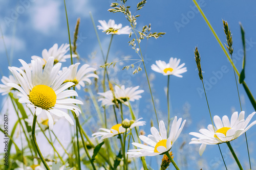 daisy flower field