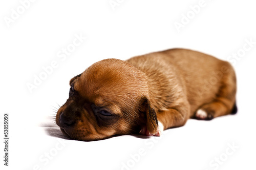 sad puppy