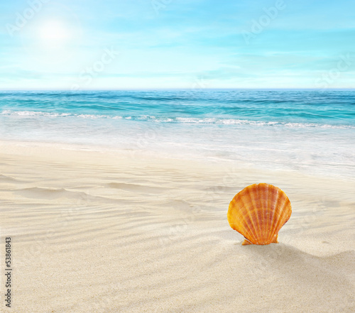Fototapeta Shell on tropical beach