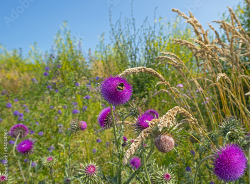 Flowers of a thistle in a field in summer