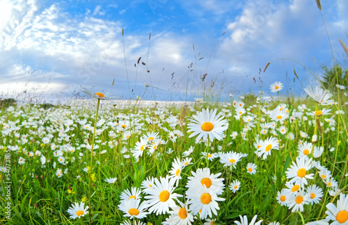 many chamomile flowers over blue sky