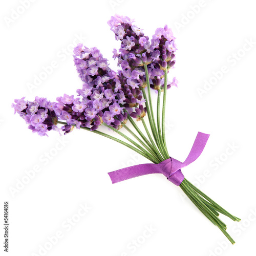 Lavender Herb