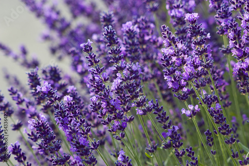 Lacobel lavender flowers