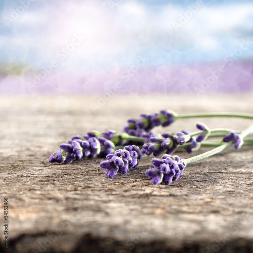 lavender