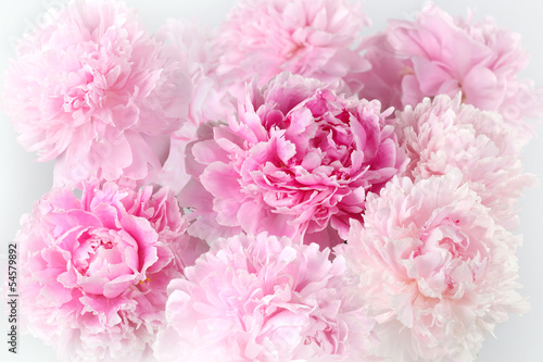 Fototapeta Floral background of pink peonies varieties Albert Kruss