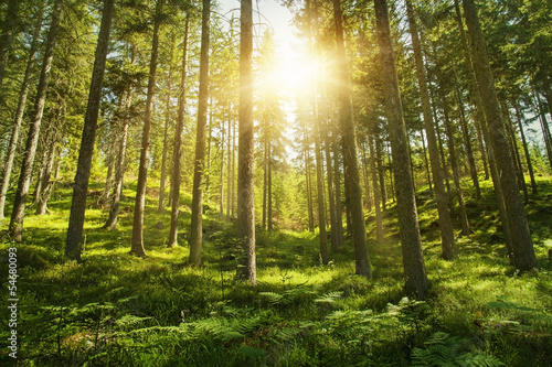  Sunny forest