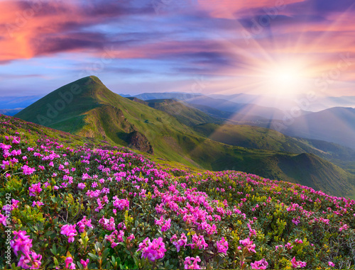 Fototapeta Magic pink rhododendron flowers in the mountains