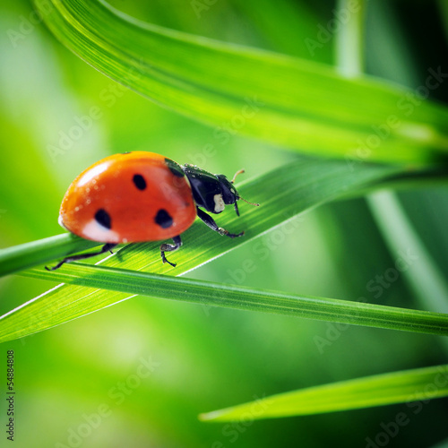 Lacobel Ladybug on grass