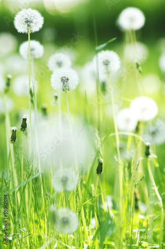White dandelions