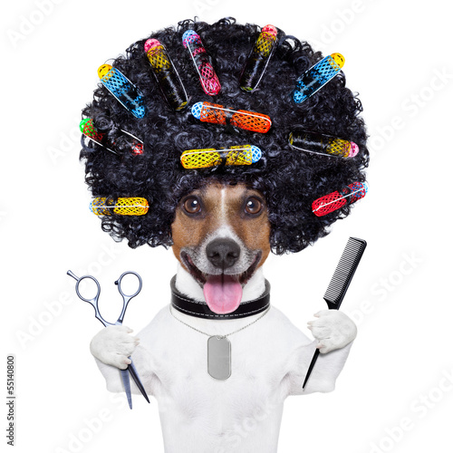 Fototapeta hairdresser dog with curlers