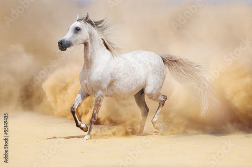Fototapeta arab stallion in desert
