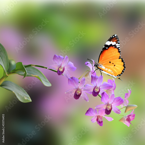 Fototapeta Purple orchid flower
