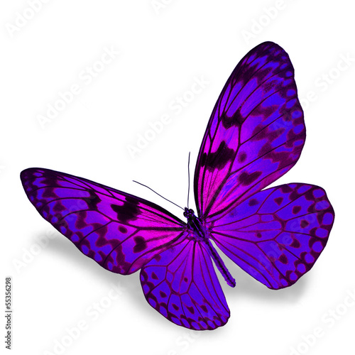 Lacobel Purple Butterfly