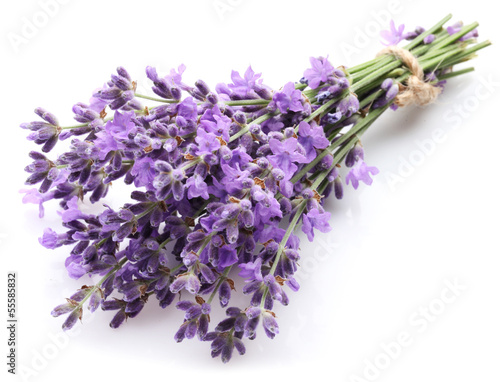 Bunch of lavender.