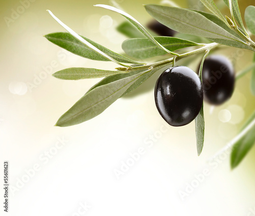 Lacobel Olives. Black Ripe Olive on a tree
