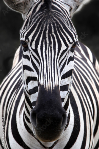 Zebra head