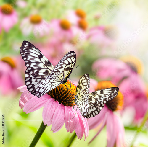 Fototapeta Sonnenhut (echinacea purpurea) mit Schmetterlingen