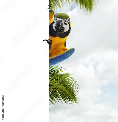 Fototapeta Blue And Yellow Macaw Parrot