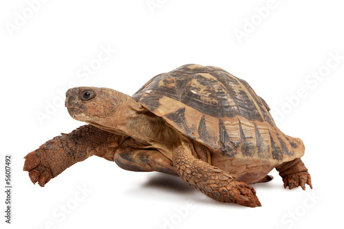 Lacobel Turtle walking