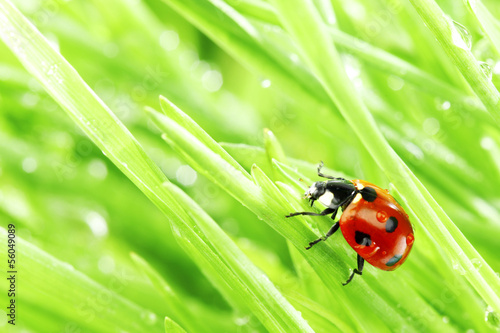  ladybug on grass