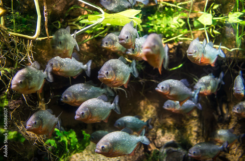 Fototapeta Piranha - Colossoma macropomum