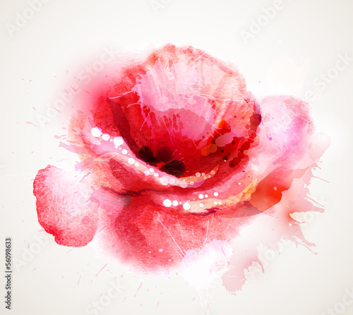  The flowering red poppy