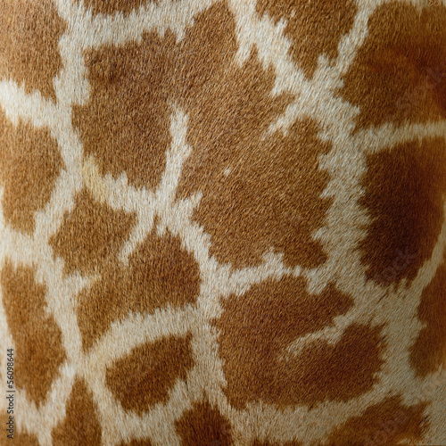 Fototapeta Giraffe skin