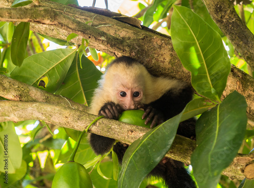 Fototapeta White faced capuchin