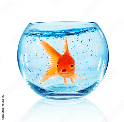 Lacobel Goldfish in aquarium