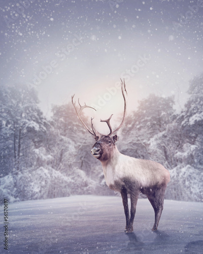 Reindeer