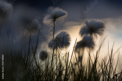 Arctic flowers