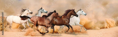 Fototapeta Herd gallops in the sand storm