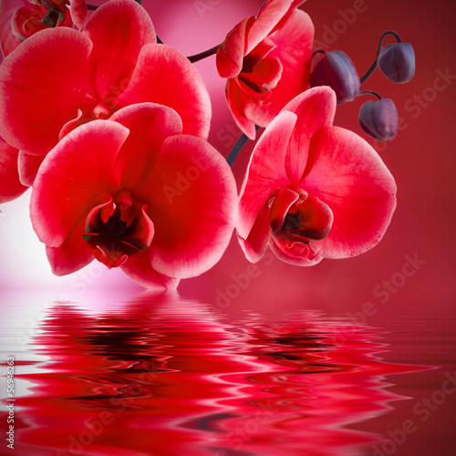 Fototapeta orquídeas rojas con fondo y agua